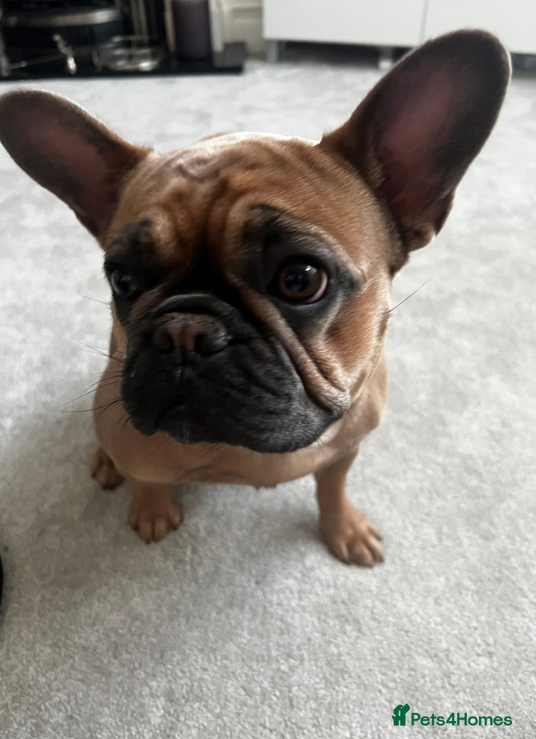 French Bulldog dogs for sale: Beautiful adult female Frenchie - Image 2