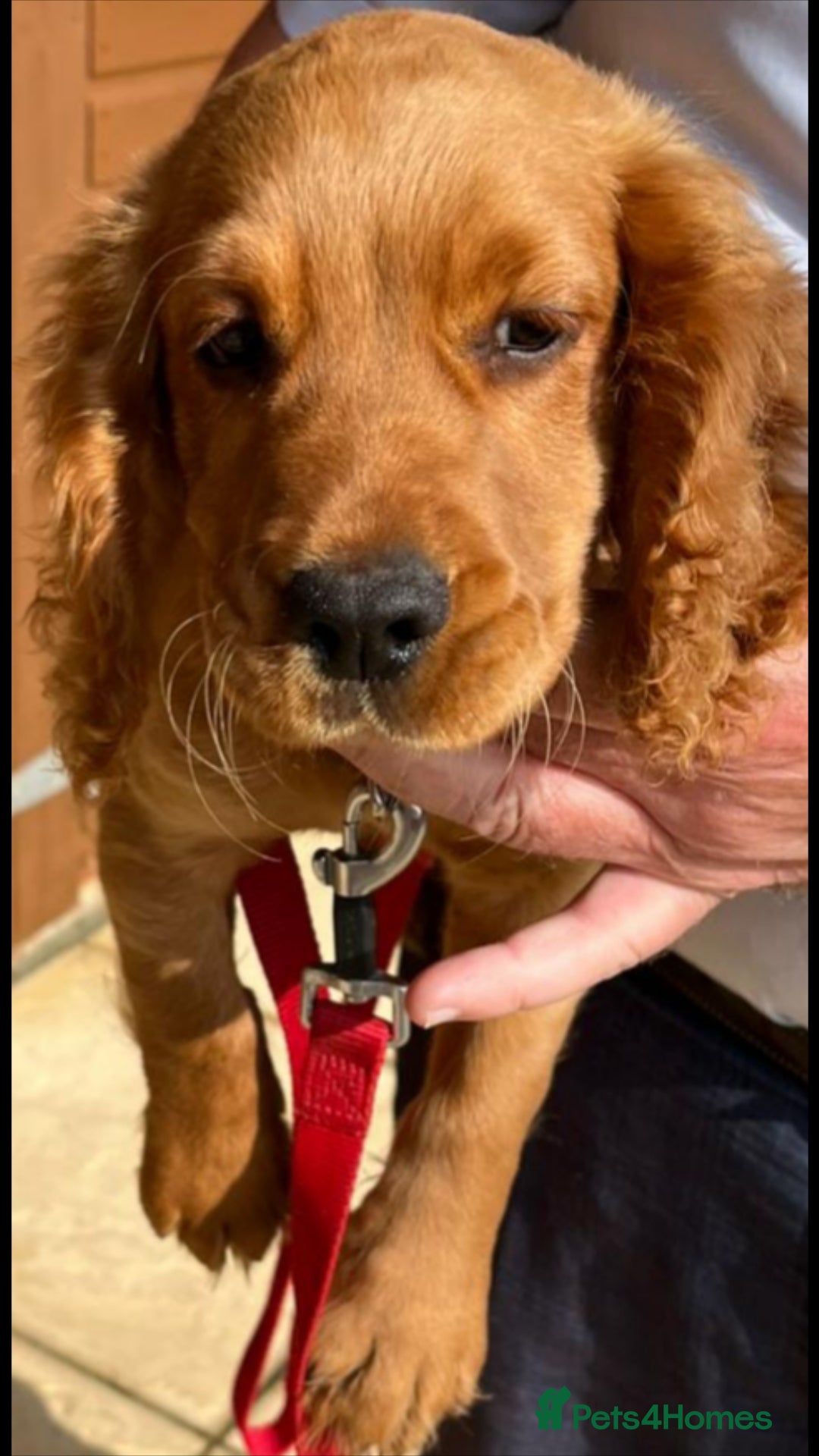 Cocker Spaniel dogs for sale: Outstanding kc cocker spaniels - Image 3