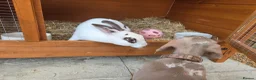 Rex rabbits for sale: Gorgeous broken chocolate vm Mini Rex - Advert 5