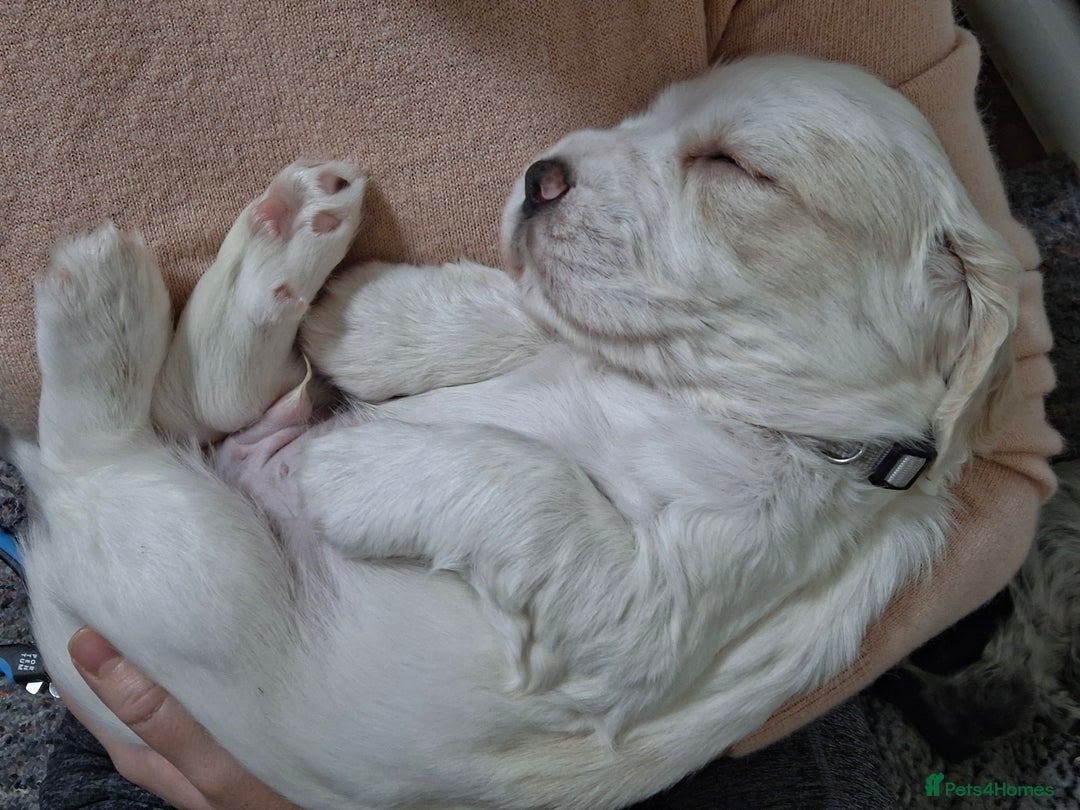 Cocker Spaniel dogs for sale: Beautiful cocker spaniel boys - Image 16