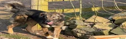 Mixed Breed dogs for adoption: Meet Barak, currently residing in Cheshire  in Nantwich - Advert 7