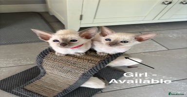 Siamese cats - Advert 3