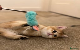 British Shorthair cats for sale: Only two boys left ready to go ❤️ - Image 10