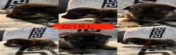 Shepsky dogs for sale: Puppies for sale - Advert 9