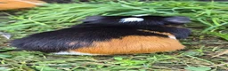 Guinea Pig rodents for sale: A LOVELY MALE AMERICAN GUINEA PIG 5 MONTHS - Advert 4