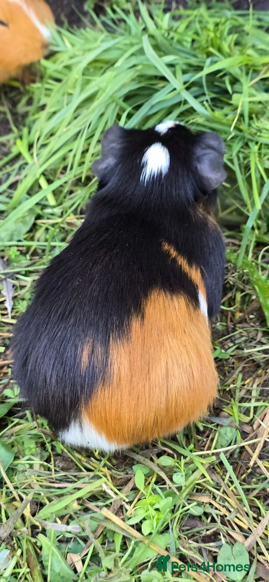 Guinea Pig rodents for sale: A LOVELY MALE AMERICAN GUINEA PIG 5 MONTHS - Advert 4