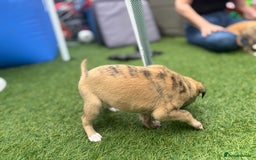 Whippet dogs for sale: Whippet puppies beautiful colours - Image 15