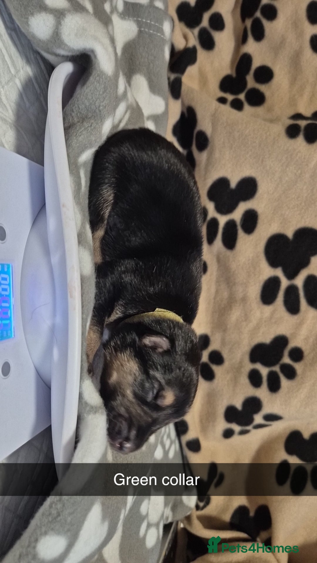 Mixed Breed dogs for sale: Shepinois puppies  - Advert 13