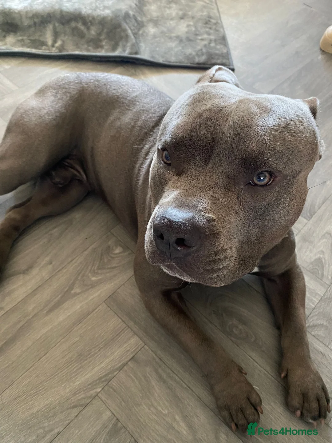 Mixed Breed dogs for sale: Pocket Bully X English Mastiff 1 year old  - Advert 2