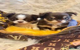 Chihuahua dogs for sale: CHIHUAHUA PUPPIES 🩵🩵 - Image 1