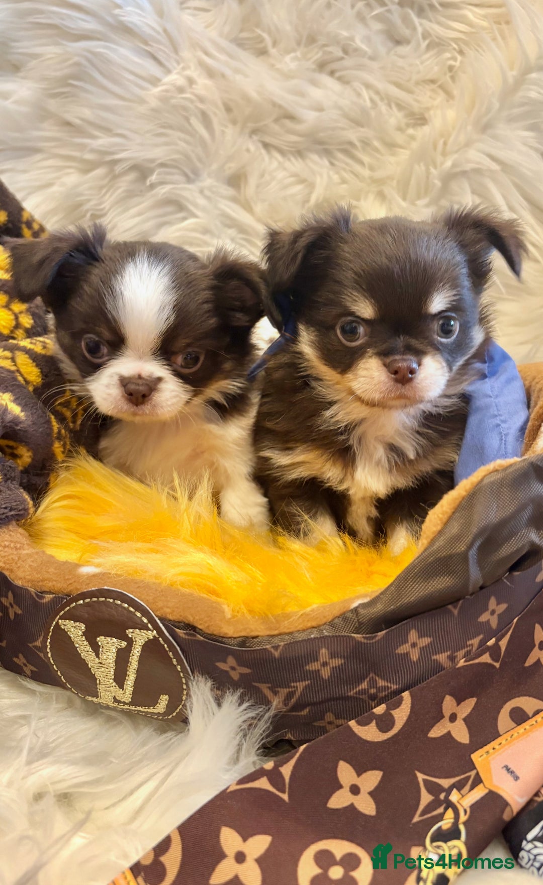 Chihuahua dogs for sale: CHIHUAHUA PUPPIES 🩵🩵 - Image 1