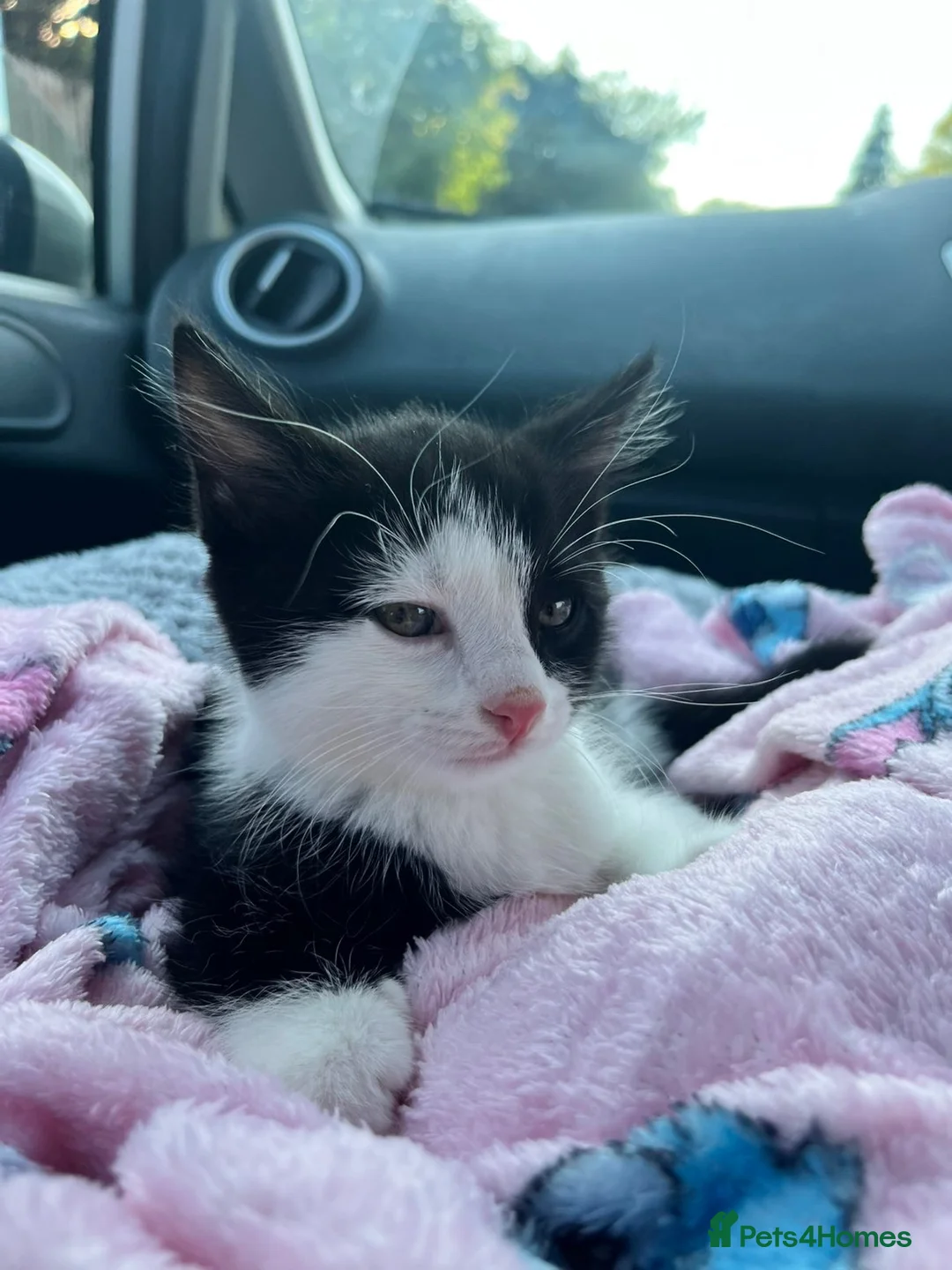 Mixed Breed cats for sale: lovely siblings male and female - Advert 2
