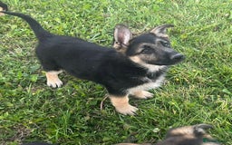 German Shepherd dogs for sale: 2 German Shepherd Bitches Ready Now - Image 21