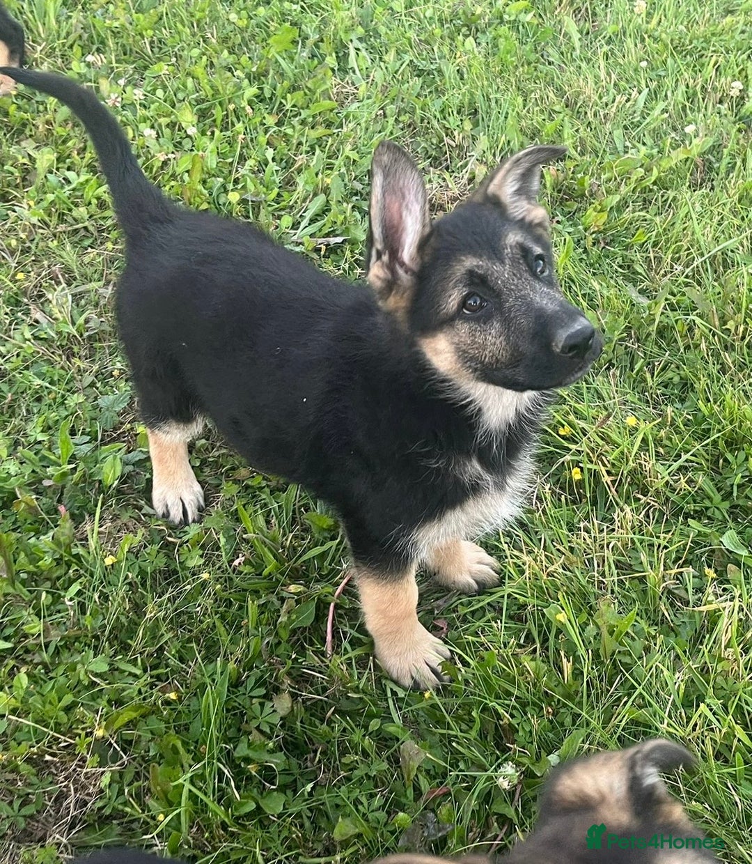 German Shepherd dogs for sale: 2 German Shepherd Bitches Ready Now - Image 21