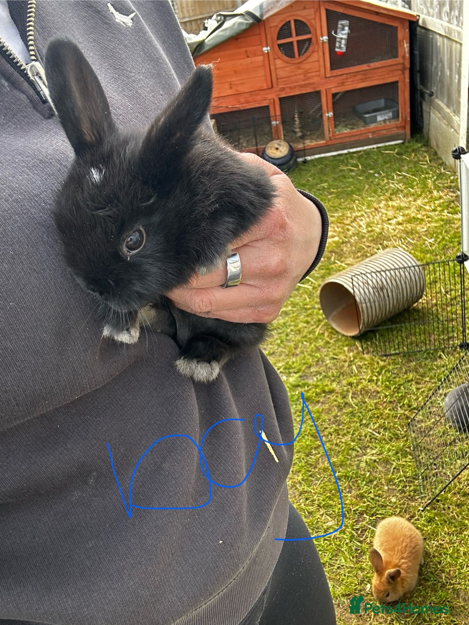 Mixed Breed rabbits Mini lop x  - Advert 2
