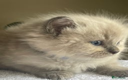 Ragdoll cats for sale: TICA registered pedigree Mink & blue point kittens - Image 12