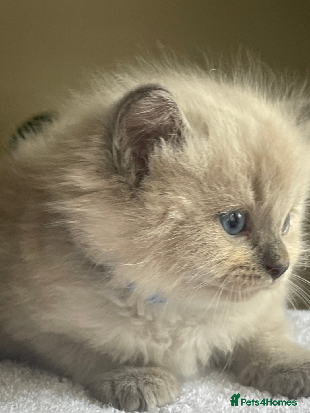 Ragdoll cats for sale: TICA registered pedigree Mink & blue point kittens - Image 12