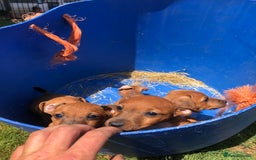 Lakeland Terrier dogs for sale: Lakeland terrier puppies - Image 3