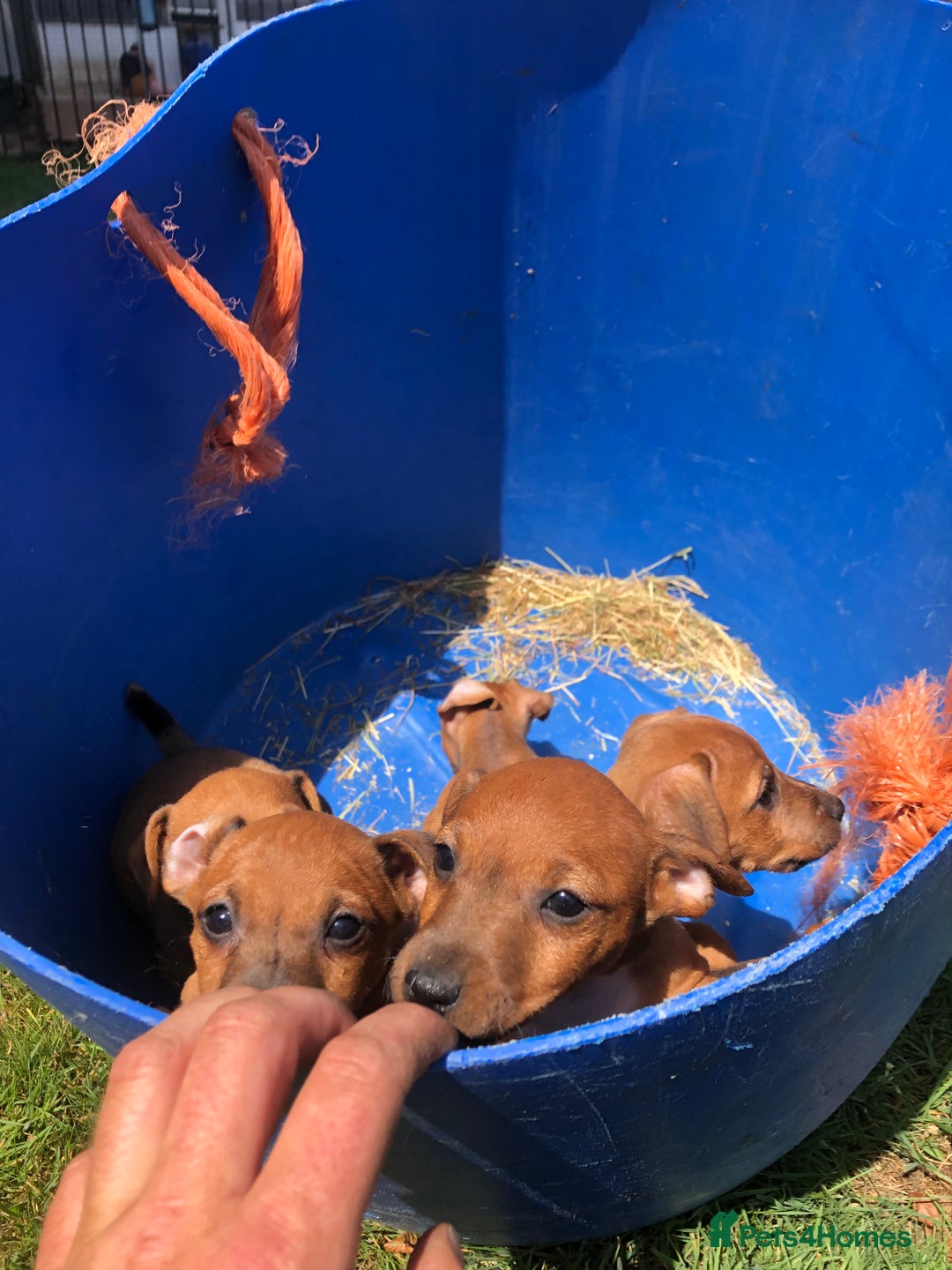 Lakeland Terrier dogs for sale: Lakeland terrier puppies - Image 3
