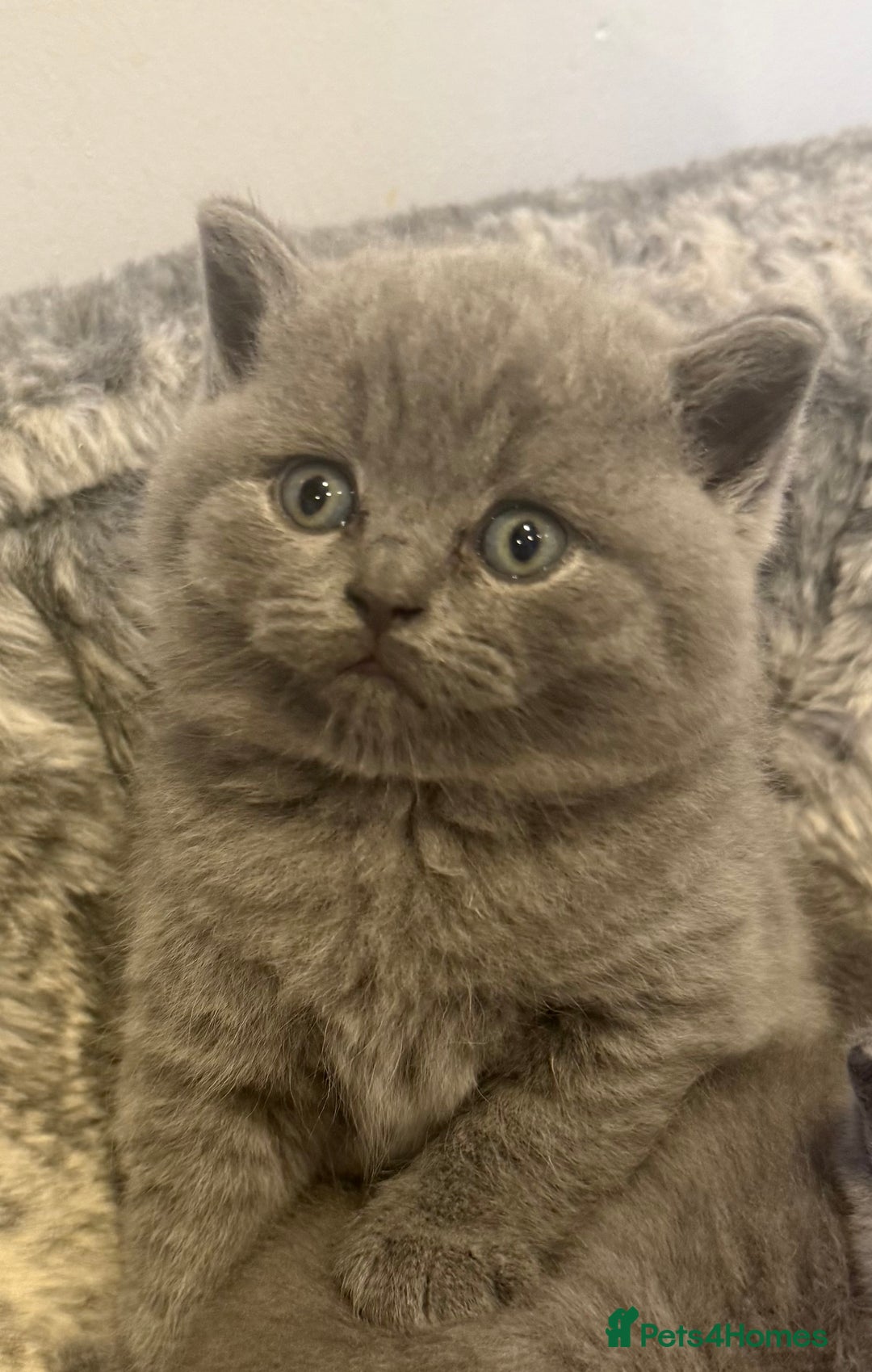 British Shorthair cats for sale: 💙GCCF MALE BSH KITTENS OUTSTANDING CHAMPION LINES - Image 29