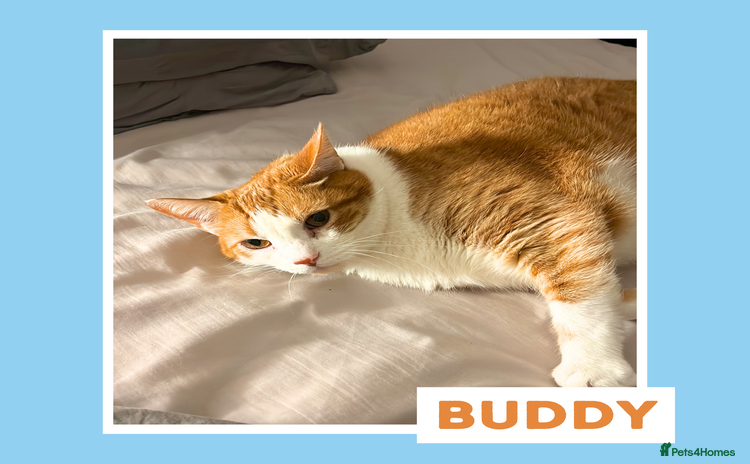 Mixed Breed cats - Advert 2