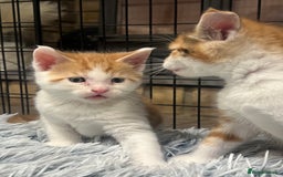 Maine Coon cats for sale: Maine Coon Cross Kittens  - Image 3