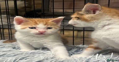 Maine Coon cats - Advert 5