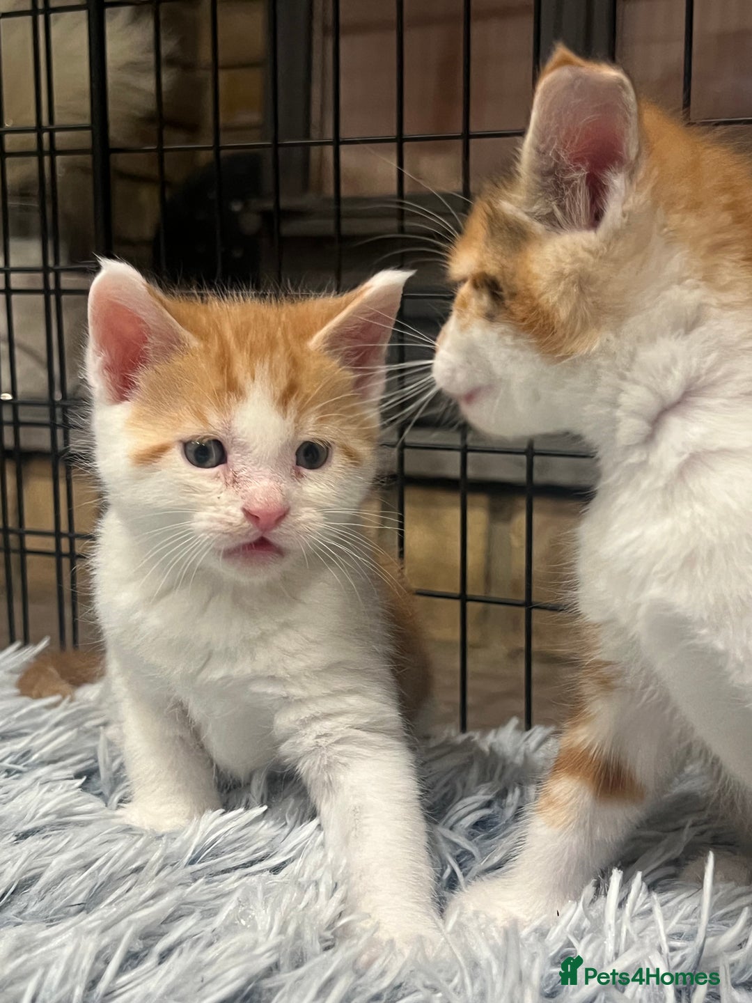 Maine Coon cats for sale: Maine Coon Cross Kittens  - Image 3