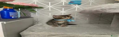 Mixed Breed Kitten 4