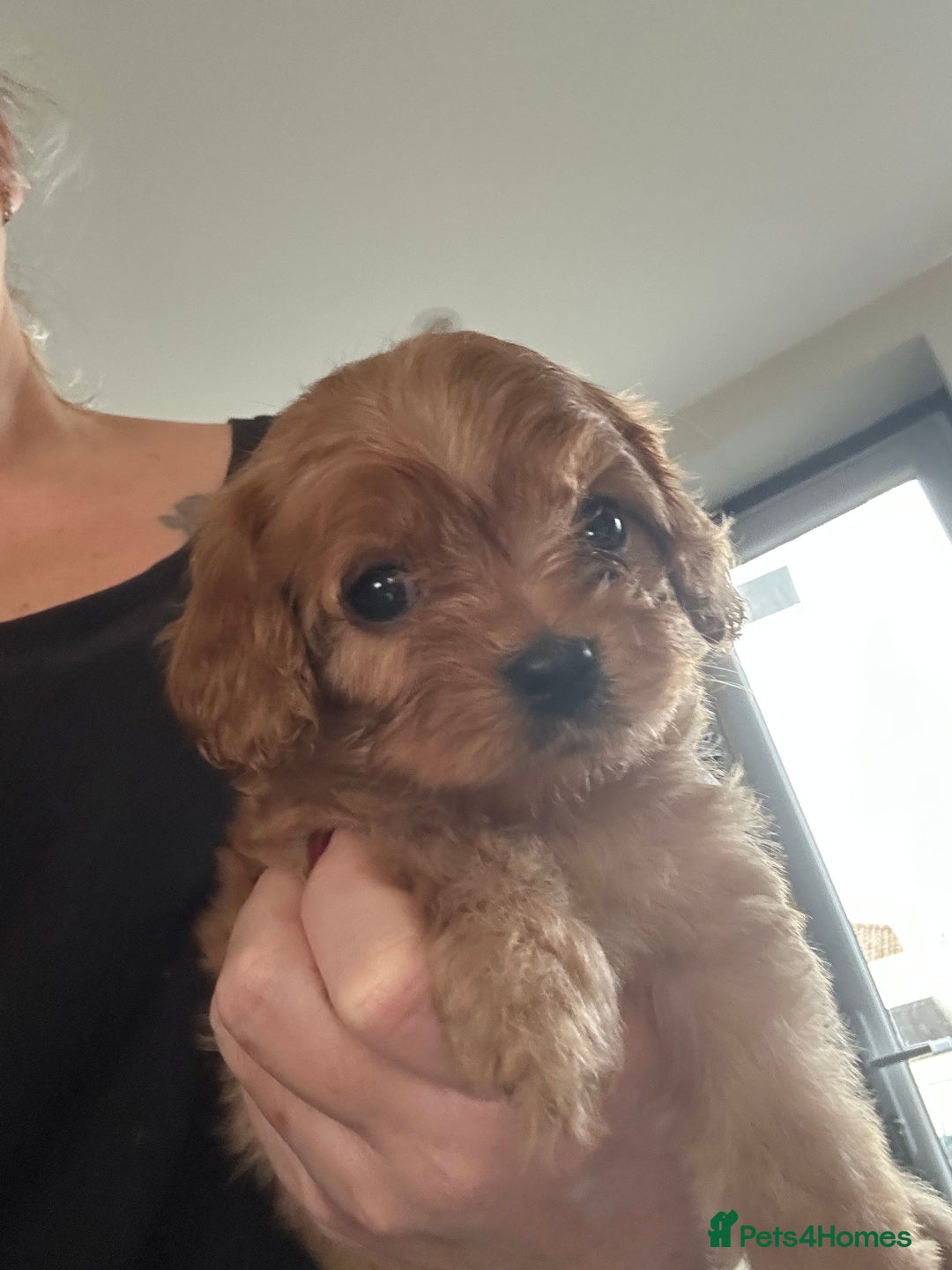 Cavapoo dogs for sale: Cavapoo puppies - Advert 9