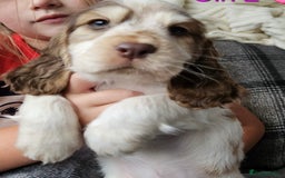 Cocker Spaniel dogs for sale: Stunning Show Cocker Spaniels - Image 14