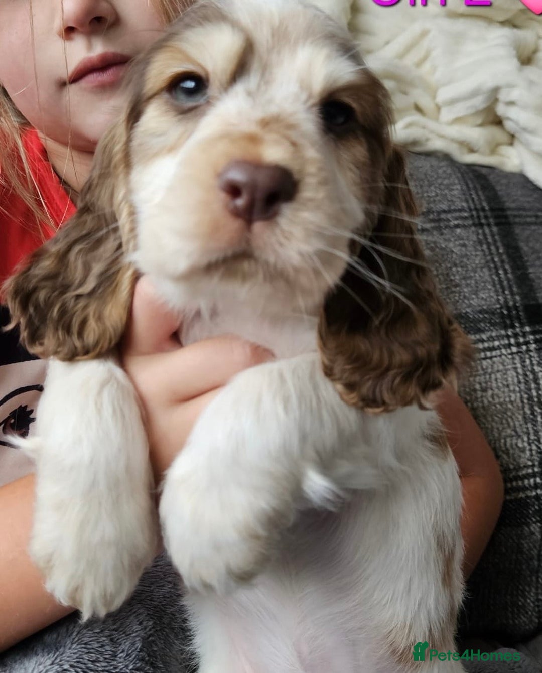 Cocker Spaniel dogs for sale: Stunning Show Cocker Spaniels - Image 14