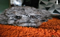 Cockapoo dogs for sale: Cockapoo puppies - Image 13