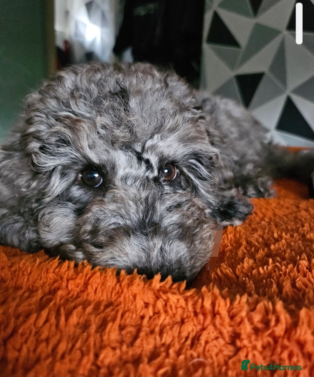 Cockapoo dogs for sale: Cockapoo puppies - Image 13