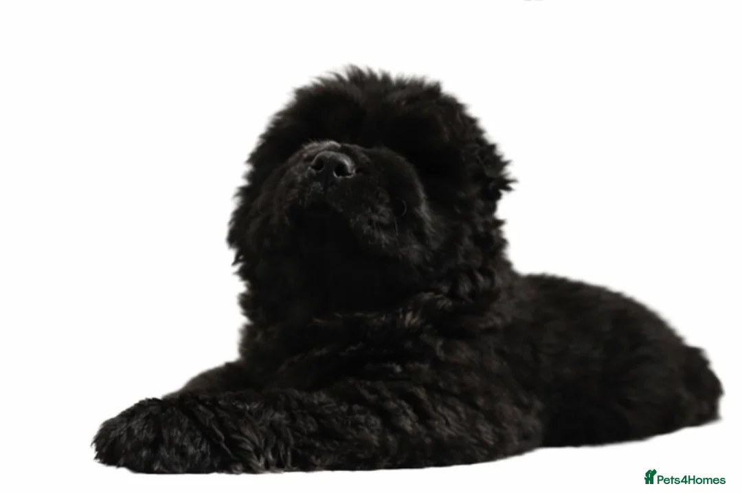 Chow Chow dogs for sale: Chow chow puppies in Edinburgh - Advert 4