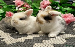 Mini Lop rabbits for sale: ⭐️ STUNNING PURE BRED MINI LOPS⭐️ - Image 9