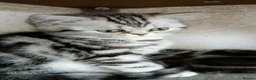 British Shorthair cats for sale: Bsh.Silver Classic  Tabby. GCCF. - Advert 12
