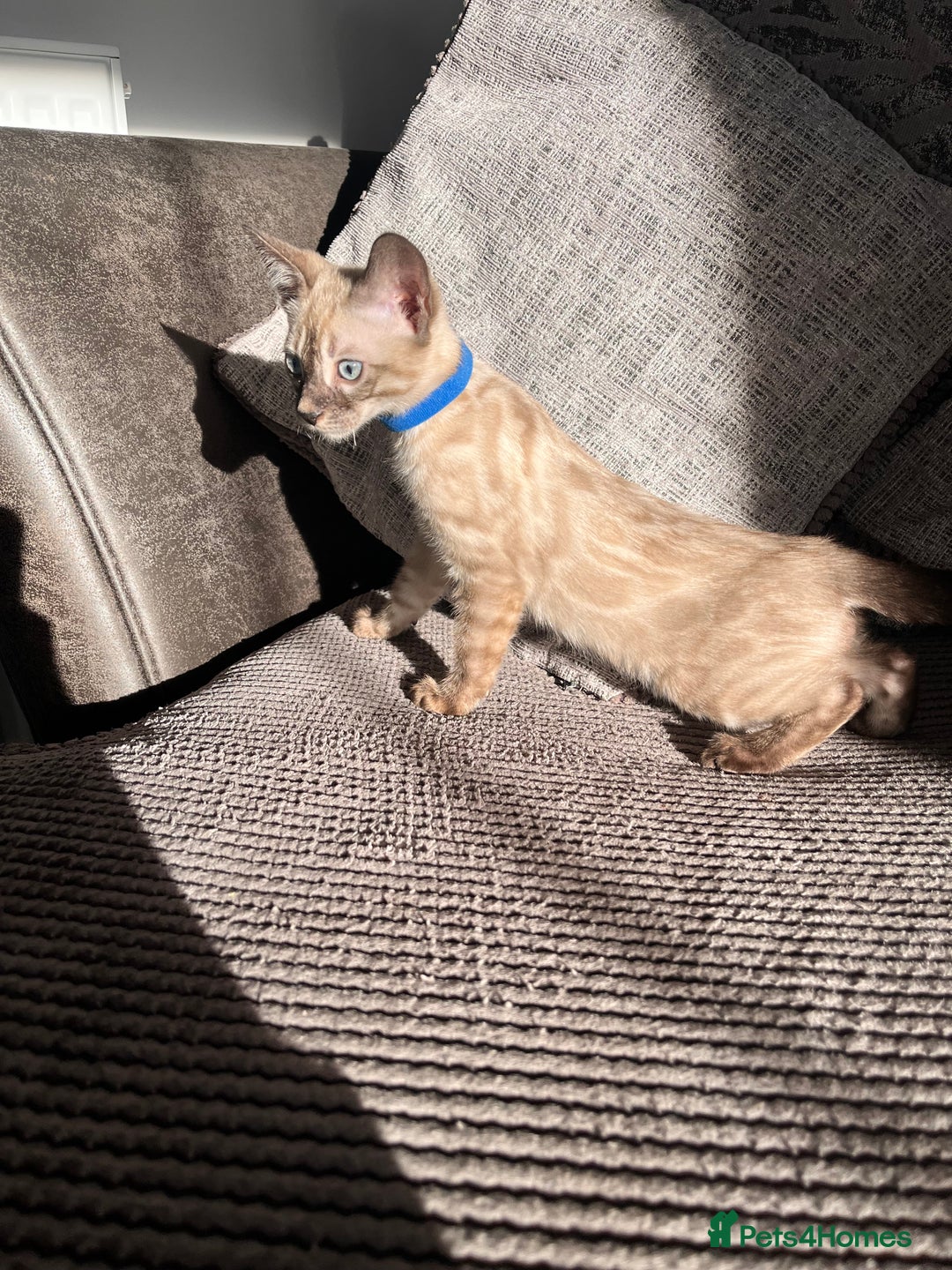 Bengal cats for sale: Stunning full pedigree bengal kittens  - Image 16