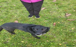 Borador dogs for sale: 8 year old borador - Image 4