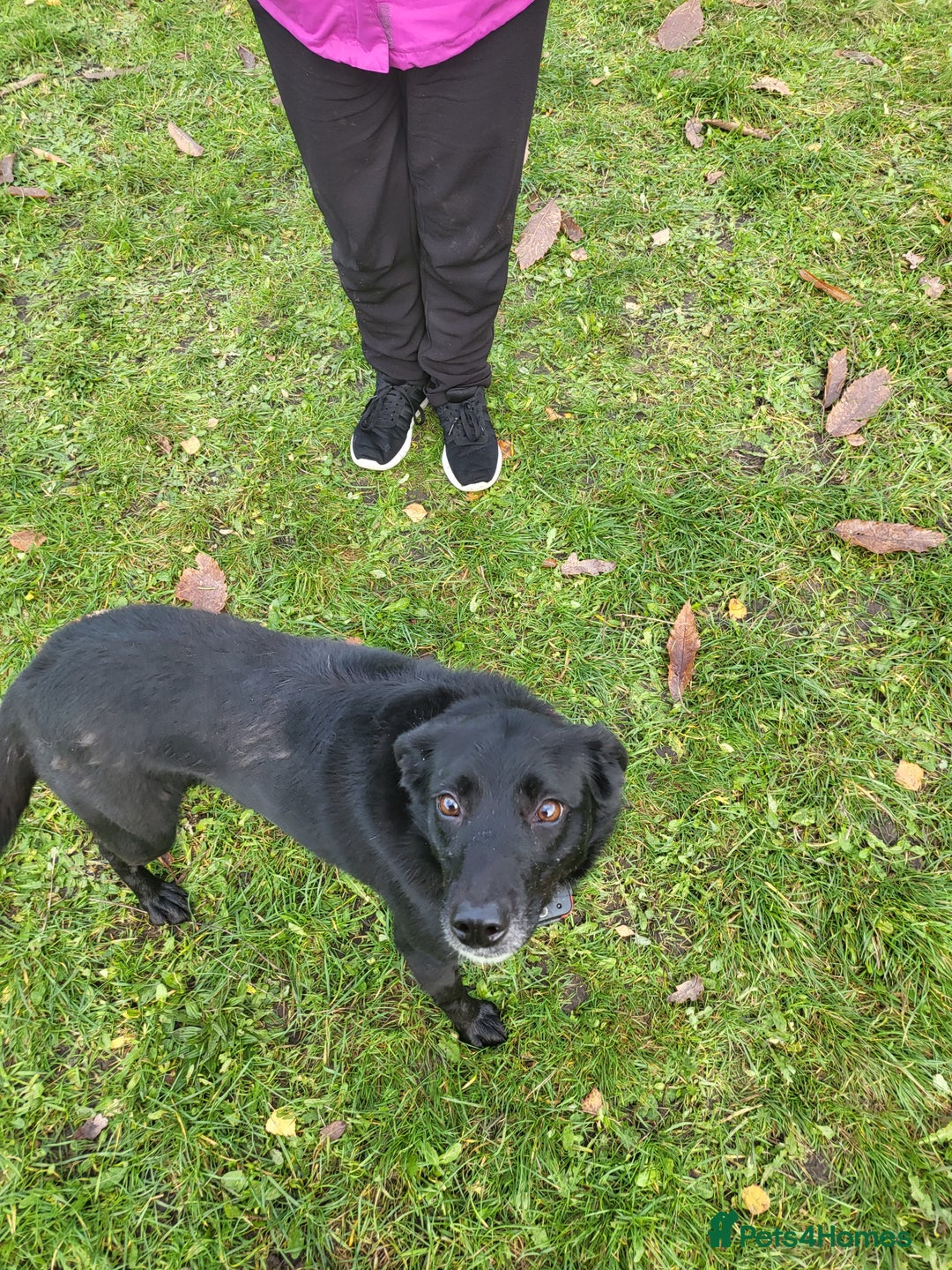 Borador dogs for sale: 8 year old borador - Image 4