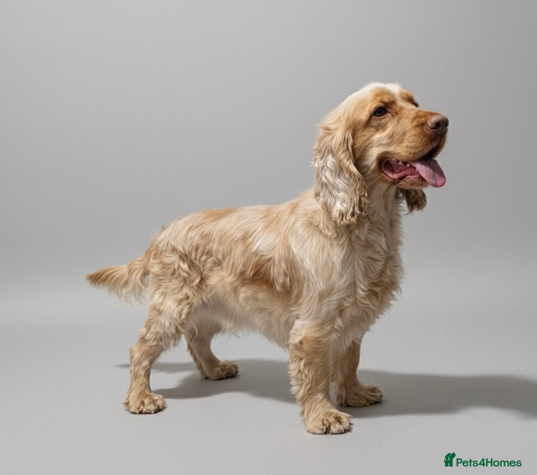 Cocker Spaniel dogs for stud: Orange roan show spaniel for stud!  - Advert 1