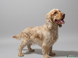 Cocker Spaniel dogs Orange roan show spaniel for stud! - Advert 15