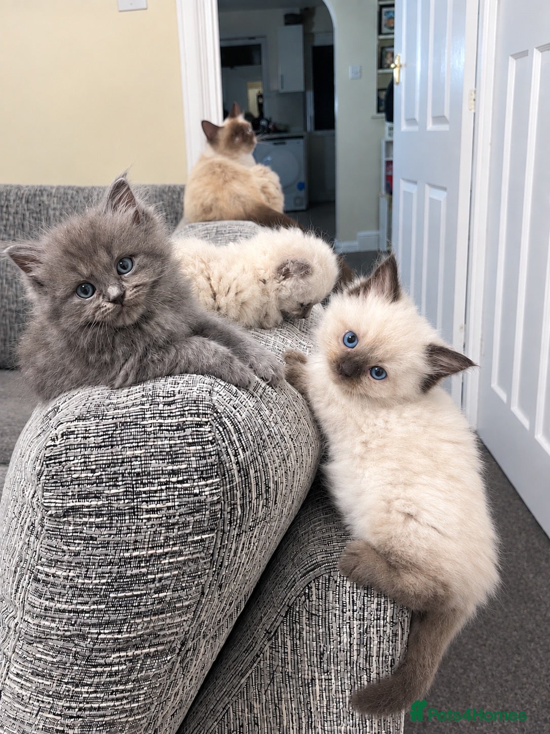 Ragdoll cats Ragdoll x Scottish fold  - Advert 12