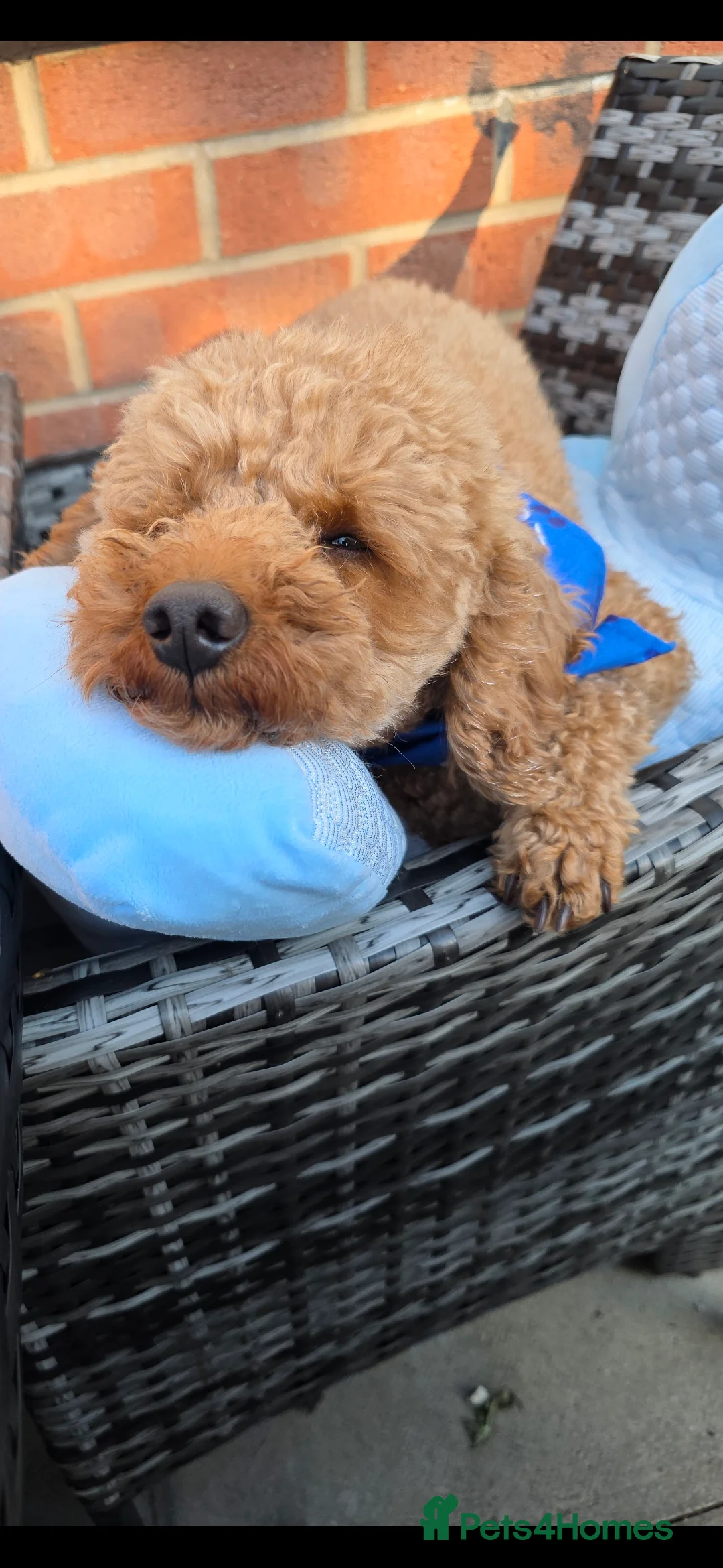 Toy Poodle dogs for stud: toy poodle short notice DNA clear PRA in Nottingham - Advert 4