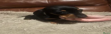 Miniature Dachshund Puppy 2