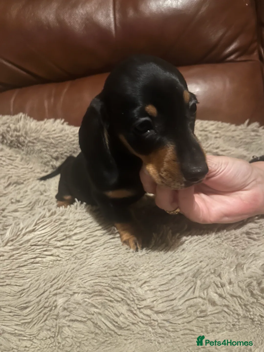 Miniature Dachshund dogs for sale: miniature dachshunds - Advert 3