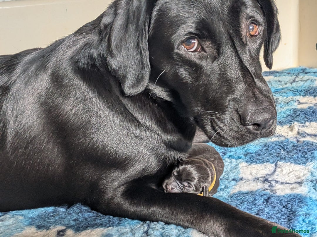 Labrador Retriever dogs for sale: Family bred Labradors ready October 28th  - Image 4