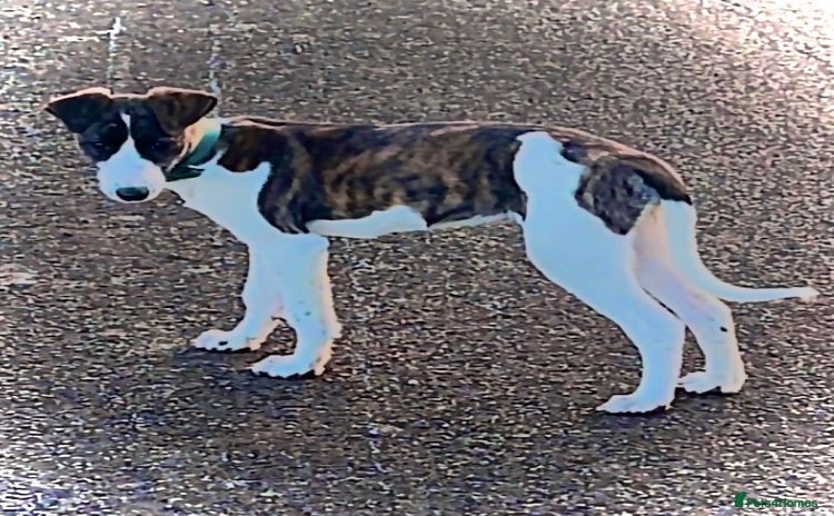 Lurcher dogs - Advert 2