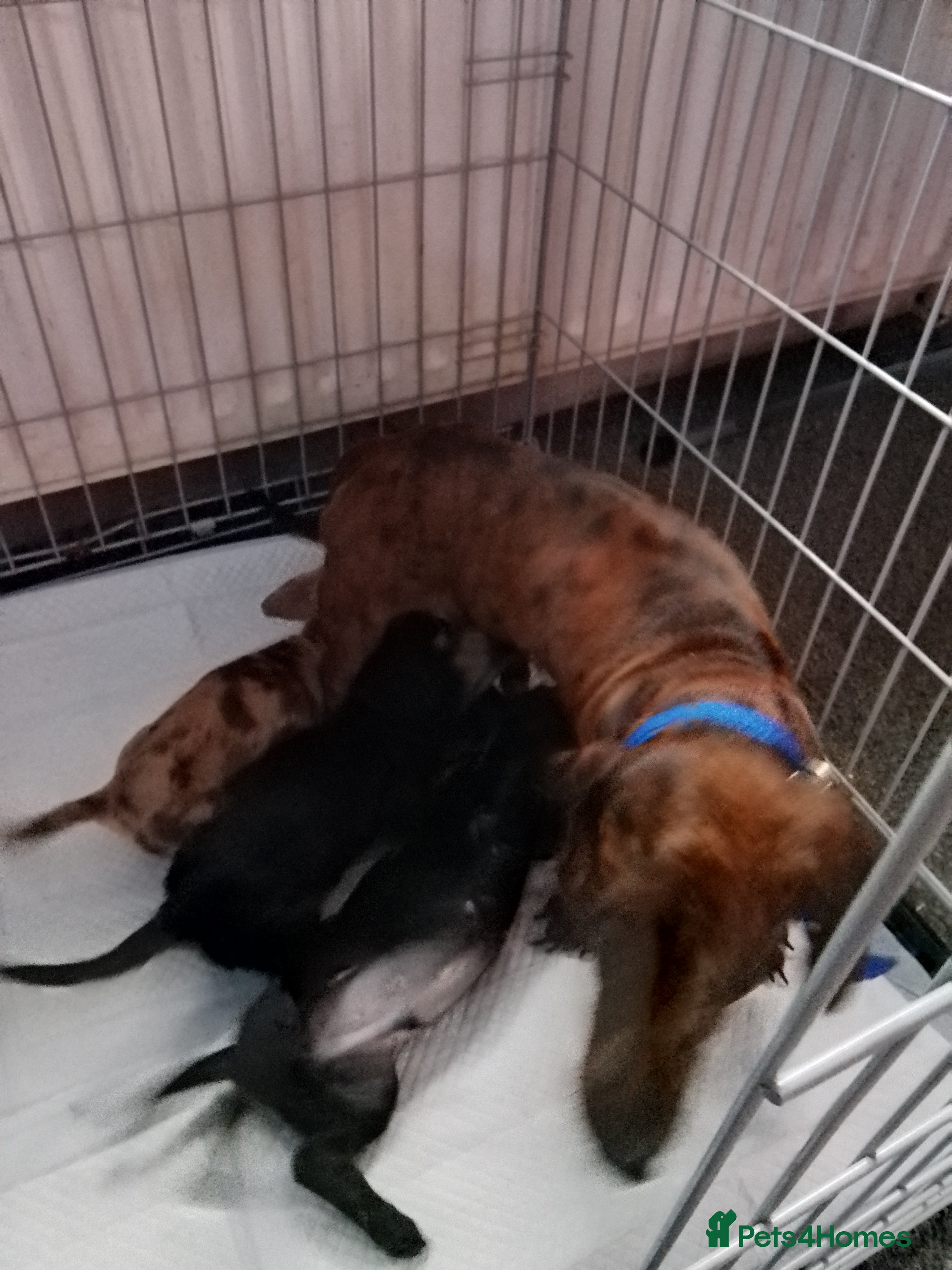 Mixed Breed dogs Jack dachshund  - Advert 1