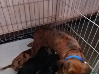 Mixed Breed dogs Jack dachshund - Advert 2